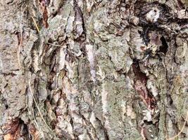 gnarled bark on mature trunk of larch tree photo