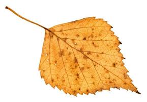 back side of fallen holey yellow leaf of birch photo