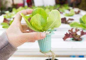 Organic hydroponic vegetable on hand photo