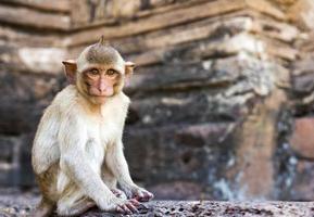 retrato de mono macaco rhesus joven foto