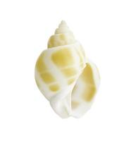 Close-up Marine sea shell isolated photo