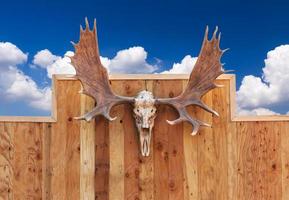 Skull Moose hung on wall