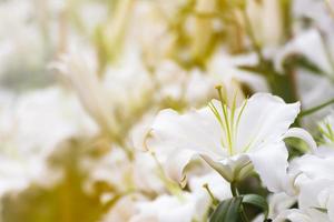 White lily flower in garden photo