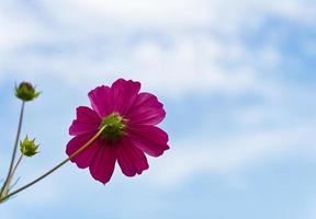 flor rosa cosmos foto