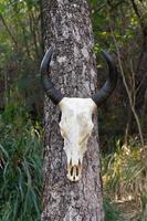 búfalo del cráneo en el árbol foto