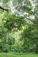 Tropical rainforest jungle in Thailand photo