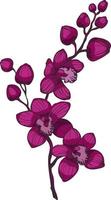 branch with purple orchid flowers, vector illustration