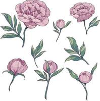 Floral elements set pink peonies. Hand drawn sketch style blossom flowers, buds and leaves vector illustration on white background