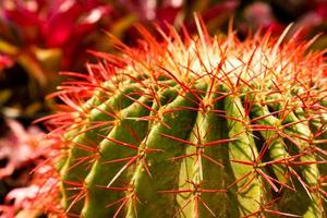 close up Cactus thorns photo