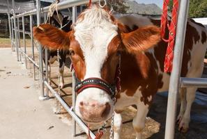 Cow in farm photo