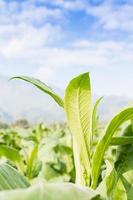 Nicotiana tabacum  herbaceous plant photo