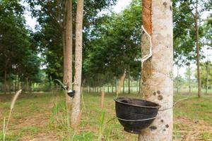 Tapping latex from Rubber tree photo