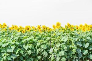 Sunflower blooming in field photo