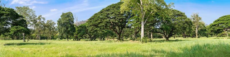 Panoramic Tropical rain forest photo