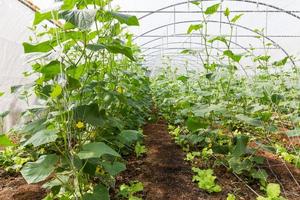 Pumpkin in  greenhouse photo