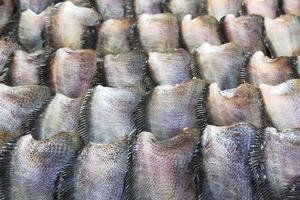 Salid Fish for sale photo