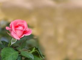 Pink rose flower photo