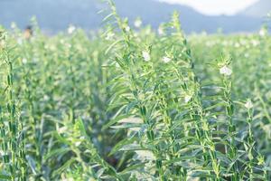 Sesame flower on tree in the field photo