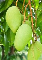 Mango on tree photo