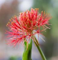 Powder puff lily photo