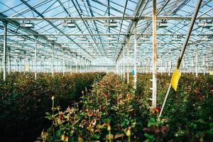 Greenhouse roses growing under daylight. photo