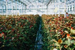 rosas de invernadero que crecen bajo la luz del día. foto