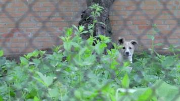 um cachorrinho defendendo seu território late alto atrás de uma cerca de malha de metal. um cão de guarda no quintal late para as pessoas. câmera lenta. um cachorrinho zangado está latindo lá fora. video