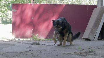 soort speels niet-stamboom hond Aan een keten in de werf in de dorp. huiselijk bewaker dier buitenshuis bewaken de huis Aan een riem in zomer. geketend hond in de achtertuin. video