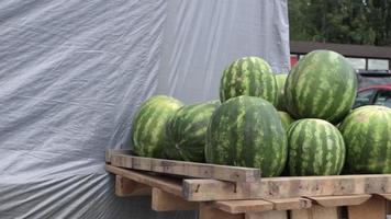 große reife Wassermelonen liegen auf dem Markt. Die Sonnenstrahlen beleuchten reife große Wassermelonen auf dem Markt, auf der Theke. Gestreifte Wassermelonen in loser Schüttung in einem Geschäft oder Frischmarkt, groß und grün. video