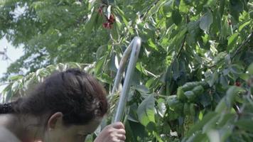 A woman picks and eats ripe cherries from a tree in the garden. Healthy organic red cherries, summer harvest season. Portrait of a Caucasian woman picking and eating cherries. video