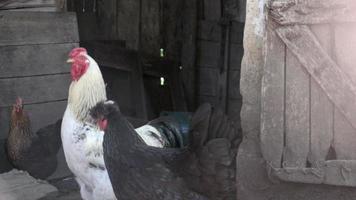 frango rústico natural vermelho e branco orgânico vagando pelo campo. as galinhas se alimentam em um curral tradicional. close-up das galinhas no quintal do celeiro. conceito de aves. video