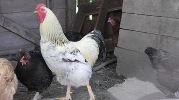 pollo rustico bianco e rosso naturale biologico che vaga per la campagna. i polli si nutrono in un'aia tradizionale. primo piano delle galline nel cortile della stalla. concetto di pollame. video