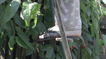 piernas de mujer de primer plano en una escalera o escalera recogiendo y comiendo cerezas. una mujer recoge y come cerezas maduras de un árbol en el jardín. cerezas rojas orgánicas saludables, temporada de cosecha de verano. video