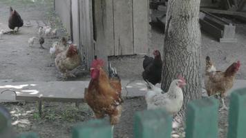 Pollo rústico orgánico rojo y blanco natural deambulando por el campo. los pollos se alimentan en un corral tradicional. cerca de las gallinas en el patio del establo. concepto de aves de corral. video