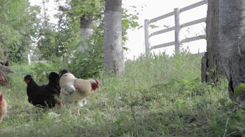 Pollo rústico orgánico rojo y blanco natural deambulando por el campo. los pollos se alimentan en un corral tradicional. cerca de las gallinas en el patio del establo. concepto de aves de corral. video