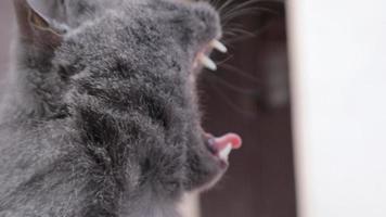 The look of a yawning gray fluffy British cat. Close-up, video portrait of a cat's head. Sunlight. Lifestyle concept of pets outdoors, outdoors. Charming, carefree fluffy animal. Slow motion.