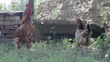 Organic natural red and white rustic chicken roaming the countryside. Chickens feed in a traditional barnyard. Close up of the hens in the yard of the barn. Poultry concept. video