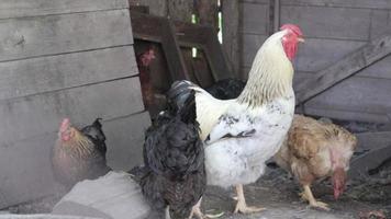 Pollo rústico orgánico rojo y blanco natural deambulando por el campo. los pollos se alimentan en un corral tradicional. cerca de las gallinas en el patio del establo. concepto de aves de corral.