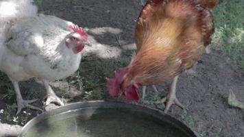 galinha de aldeia vermelha e branca natural orgânica perambulando pelo campo. galinhas bebem água em um curral tradicional. close-up de galinhas no pátio do celeiro. conceito de pássaro. video