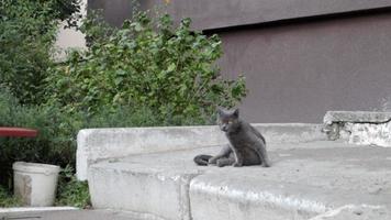 eine graue katze oder katze ruht auf der straße in der sonne. Ein einsames Straßenhaustier sonnt sich draußen in den warmen Sonnenstrahlen. charmantes, sorgloses Flauschtier. video