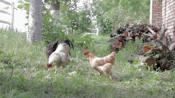 ekologisk naturlig röd och vit rustik kyckling som strövar runt på landsbygden. höns foder i en traditionell ladugård. närbild av hönsen på gården av ladugården. fjäderfä koncept. video