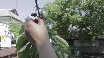 Close-up of picking fresh and ripe cherries from a branch in the garden, slow motion. Women's hands pick ripe cherries from a tree. Organic farming. A hand plucks fresh ripe red berries from a tree. video