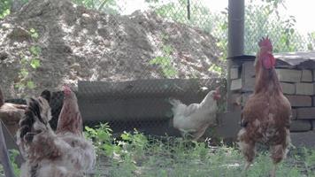 Pollo rústico orgánico rojo y blanco natural deambulando por el campo. los pollos se alimentan en un corral tradicional. cerca de las gallinas en el patio del establo. concepto de aves de corral. video