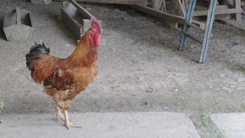 Pollo rústico orgánico rojo y blanco natural deambulando por el campo. los pollos se alimentan en un corral tradicional. cerca de las gallinas en el patio del establo. concepto de aves de corral. video