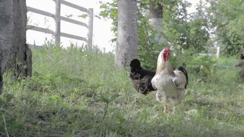 biologische natuurlijke rode en witte rustieke kip die door het platteland dwaalt. kippen voeden in een traditioneel boerenerf. close-up van de kippen op het erf van de schuur. pluimvee concept. video