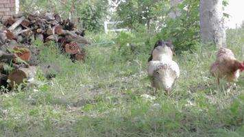 Pollo rústico orgánico rojo y blanco natural deambulando por el campo. los pollos se alimentan en un corral tradicional. cerca de las gallinas en el patio del establo. concepto de aves de corral. video