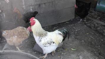 biologische natuurlijke rode en witte rustieke kip die door het platteland dwaalt. kippen voeden in een traditioneel boerenerf. close-up van de kippen op het erf van de schuur. pluimvee concept. video