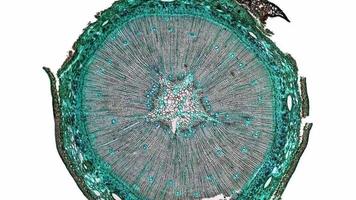 Pine Wood micrograph video