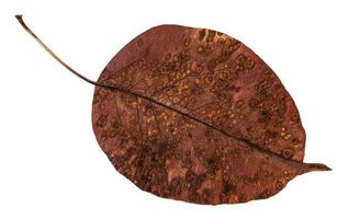 back side of decayed autumn leaf of pear tree photo