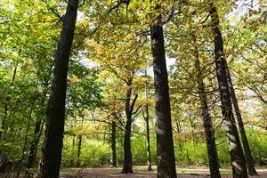 oak grove in forest in sunny october day photo